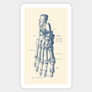 Right Foot Skeletal Diagram - Vintage Anatomy Poster Sticker